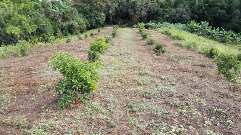 Finca En Venta - Vereda Orita (Campo Alegre), Mariquita
