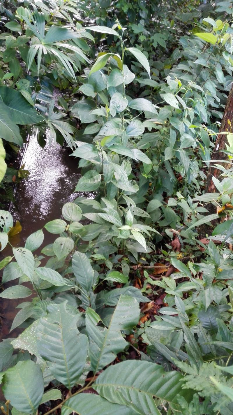 Finca En Venta - Vereda Orita (Campo Alegre), Mariquita