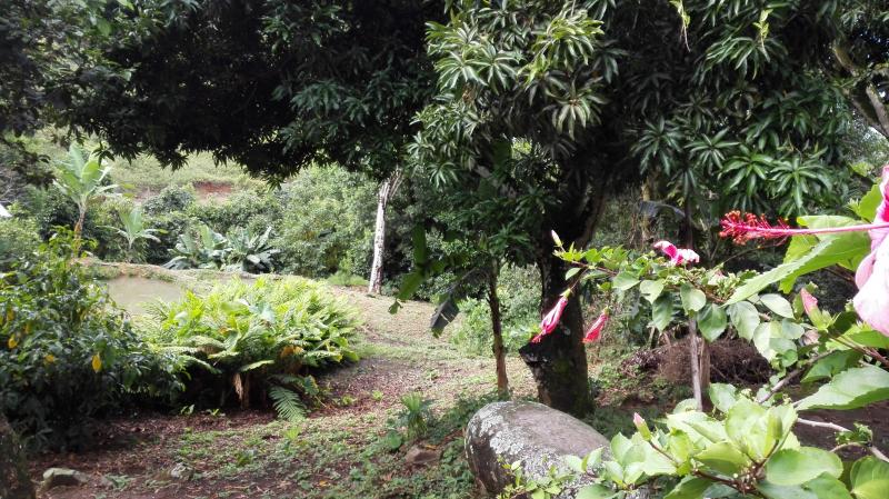 Finca En Venta - Vereda Orita (Campo Alegre), Mariquita
