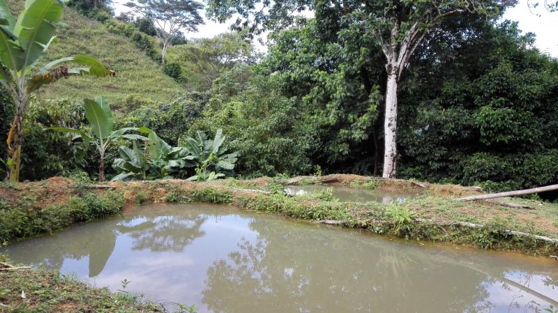 Finca En Venta - Vereda Orita (Campo Alegre), Mariquita