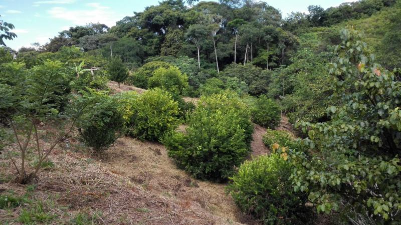Finca En Venta - Vereda Orita (Campo Alegre), Mariquita