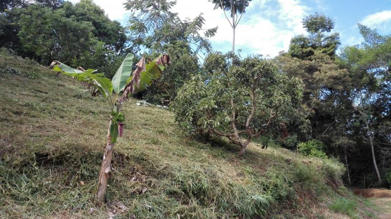 Finca En Venta - Vereda Orita (Campo Alegre), Mariquita