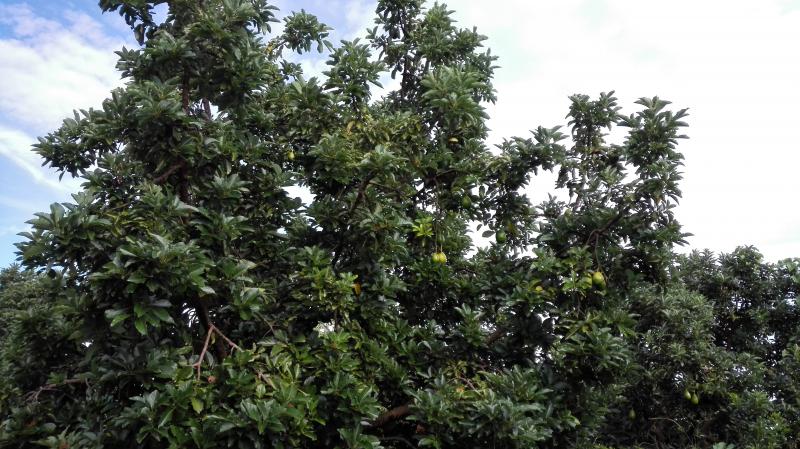 Finca En Venta - Vereda Orita (Campo Alegre), Mariquita