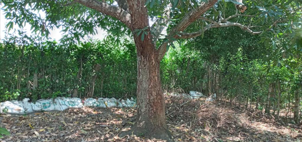 Casalotes En Venta - Guamo - Tolima, Guamo