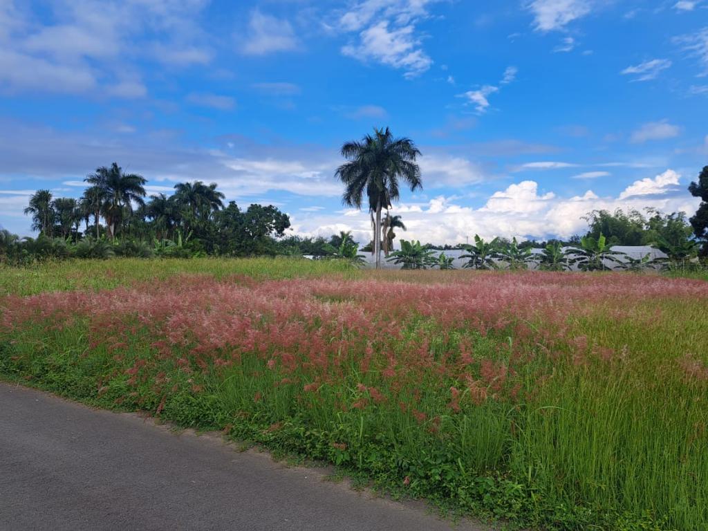 Lote EN VENTA EN ., código: 10207562 - 12