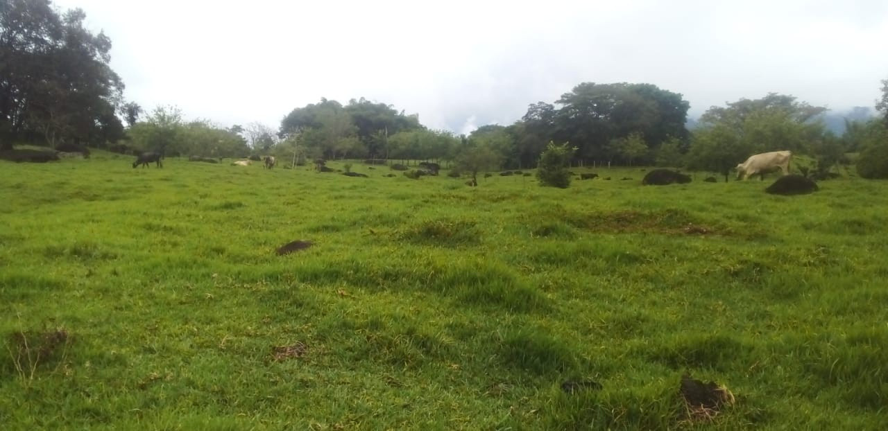 Finca EN VENTA EN ., código: 10257161 - 5