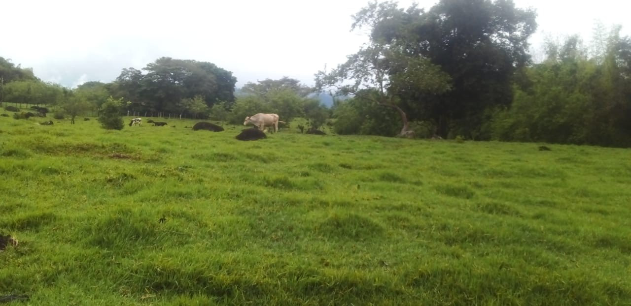 Finca EN VENTA EN ., código: 10257161 - 6