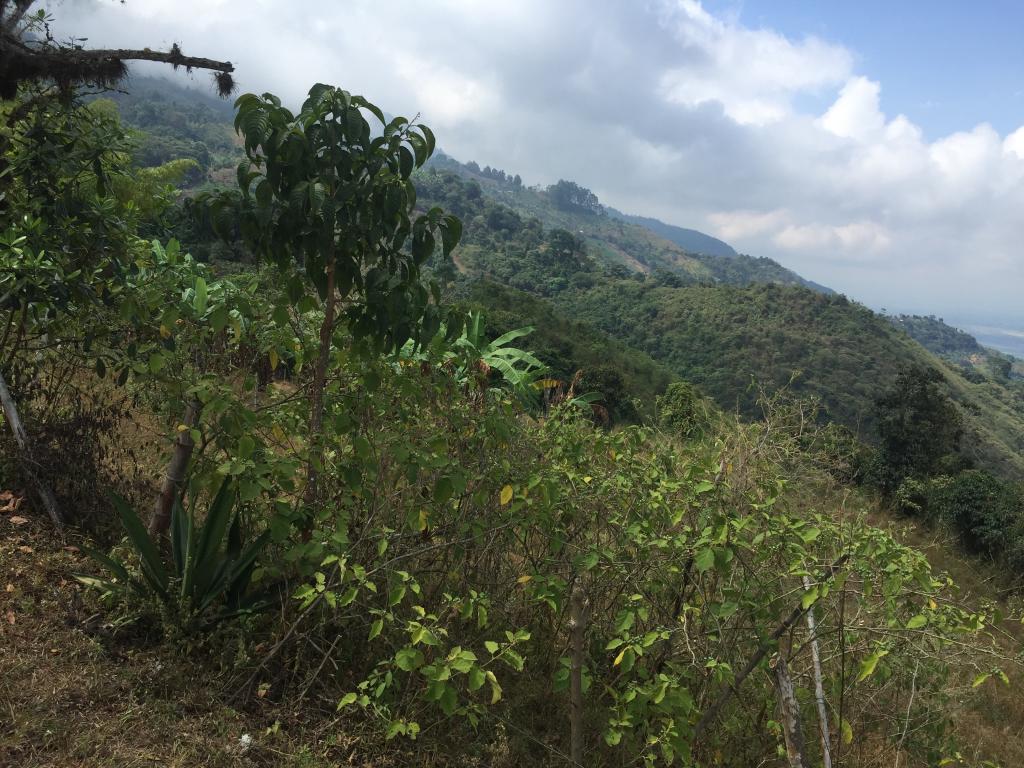 Finca EN VENTA EN Corregimiento de San Isidro, código: 196 - 15