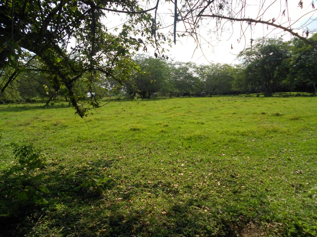 Lote EN VENTA EN Pance, código: 1058100 - 3