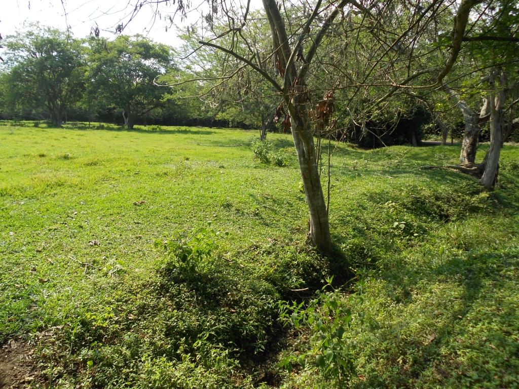 Lote EN VENTA EN Pance, código: 1058100 - 0