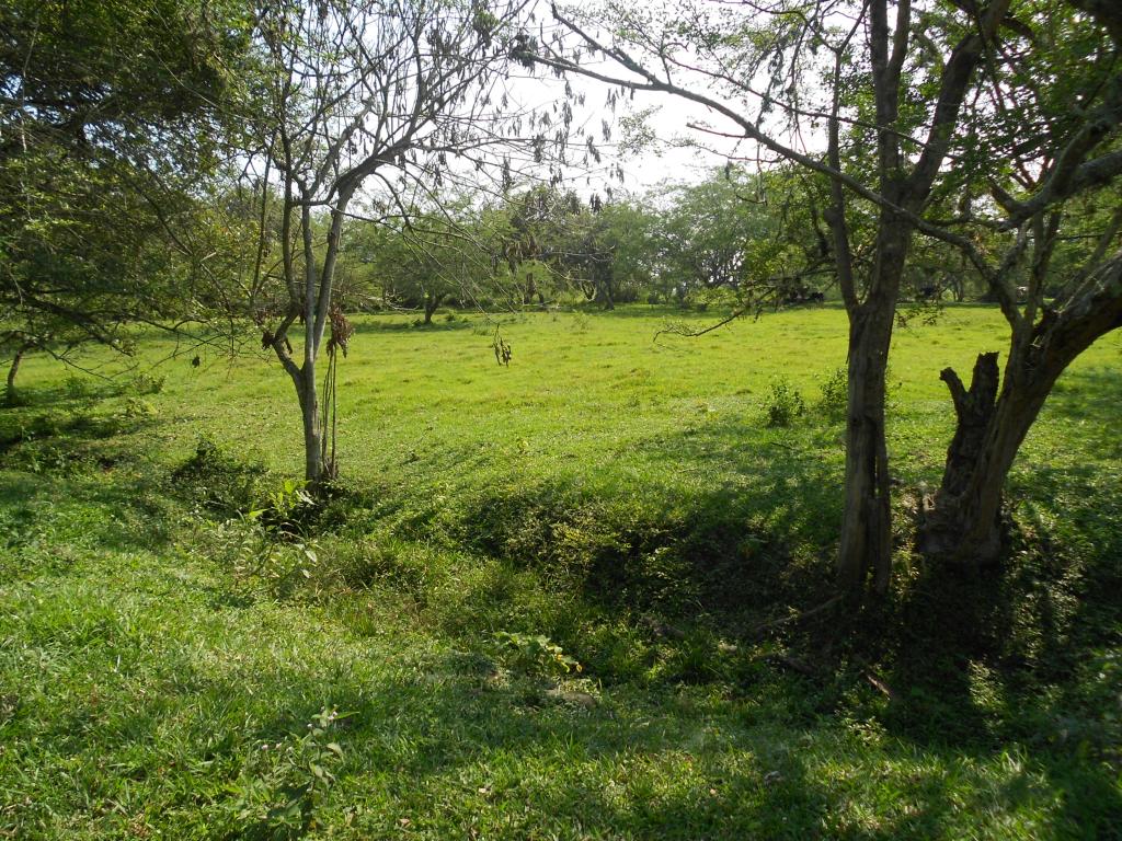 Lote EN VENTA EN Pance, código: 1058100 - 5