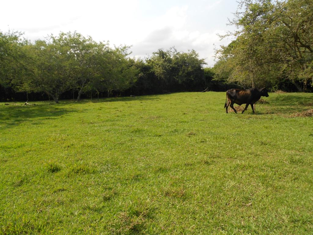 Lote EN VENTA EN Pance, código: 1058100 - 9