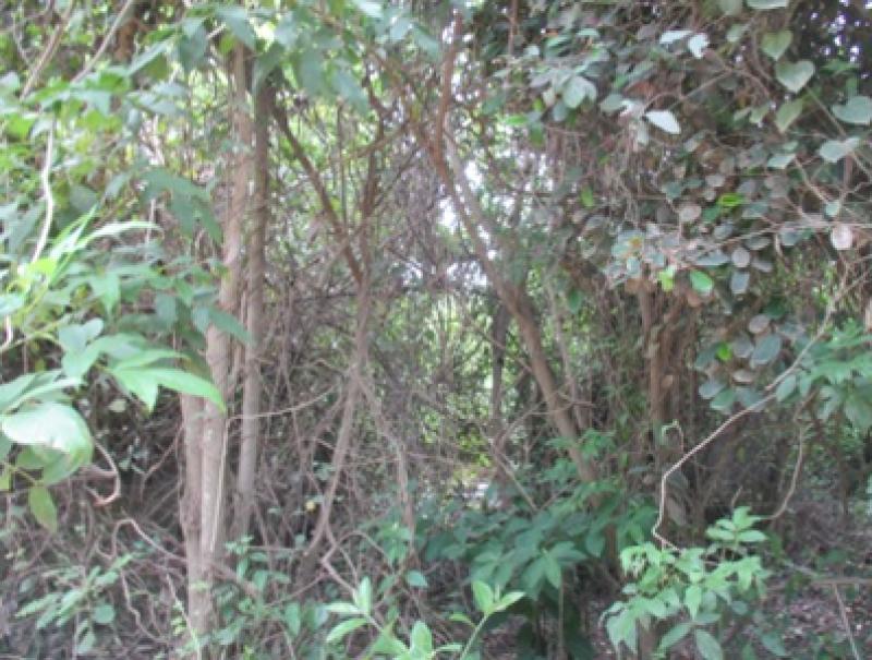 Lote EN VENTA EN Sin Barrio, código: 101237 - 0