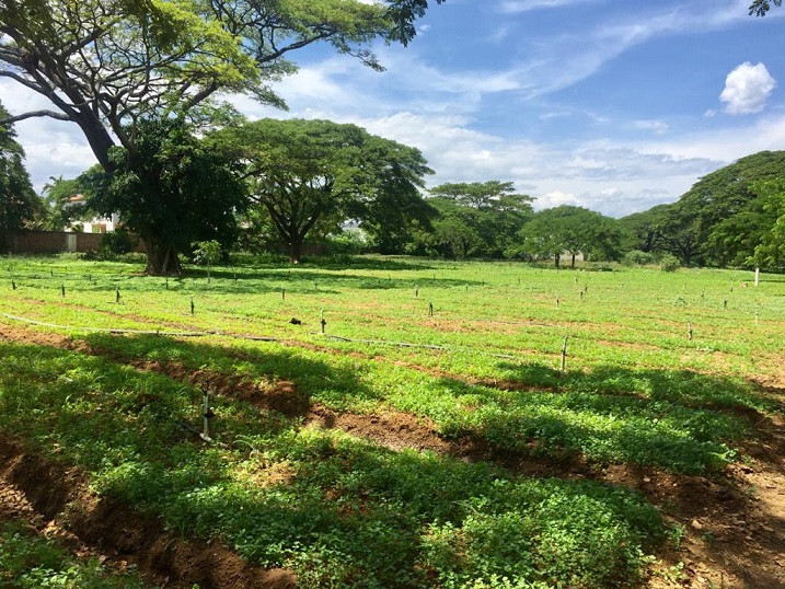 Lote EN VENTA EN Bocono, código: 10284170 - 11